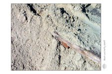 BeachAndParty-2007_0080